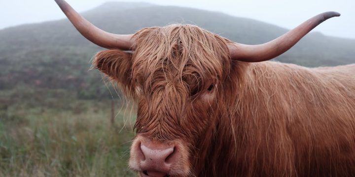 stop-making-bull-calls-720x360